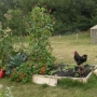 Chickens and raised bed