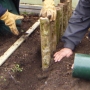 Laying hazel stump path edge ii