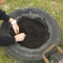 Planting potatoes in old car tyres i
