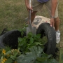 Planting potatoes in old car tyres ii