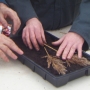 Planting reeds