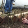Planting willow