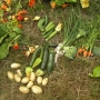 Raised bed harvest results
