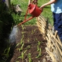 Watering sweetcorn in cultivated bed