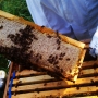 Active bees in frames (4)