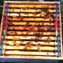 Active-bees-in-frames