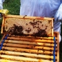 Active-bees-in-frames_2