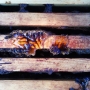 Active-bees-in-frames_3