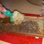 Taking off & spinning the bee honey harvest (1)