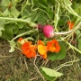 Harvest_