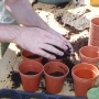 Infilling pots with compost