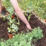 Planting broad beans