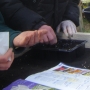Planting from seed