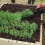 Planting guttering plants to raised bed
