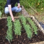 Planting hazel trainers for sweet peas