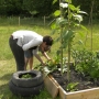 Planting in raised beds