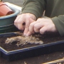 Planting reeds ii
