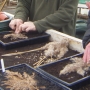 Planting reeds