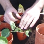 Planting up new veg plants