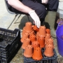 Pot washing