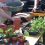 Potting up young veg plants