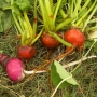 Radishes