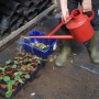Watering saplings