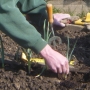 planting up spring onions