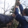 De-snagging trees