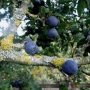 Hedgerow slow berries & lichen
