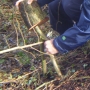 Laying hazel to encourage new root growth point i_