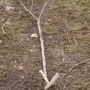 Laying hazel to encourage new root growth point_