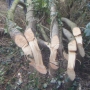 Pleached hedge i