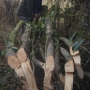 Pleached hedge