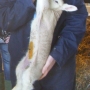 Applying iodine to lamb umbilical