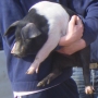 Carrying piglet