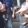 Carrying piglets