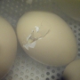 Chick chipping out of egg
