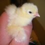 Chick in hand i