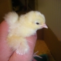 Chick in hand ii