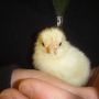 Chick in hand