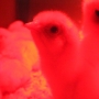 Chick under red light