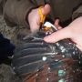 Clipping chicken wings_