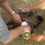 De-miting chickens