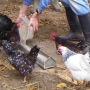 Feeding chickens