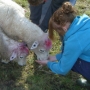 Hand feeding sheep