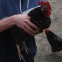Holding cockerel
