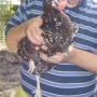 Holding hen