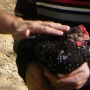 Holding-stroking hen