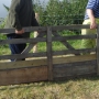 Moving sheep hurdles